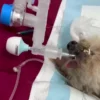 Veterinary Breathing Alarm